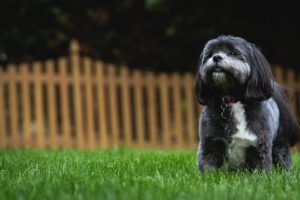 Dog relaxing outdoors